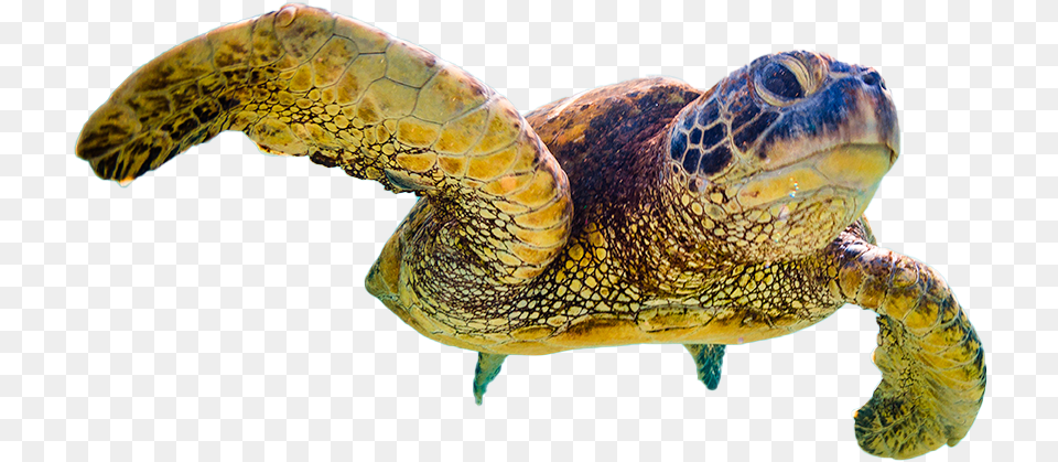 Website Design Hawksbill Sea Turtle, Animal, Reptile, Sea Life, Sea Turtle Free Transparent Png