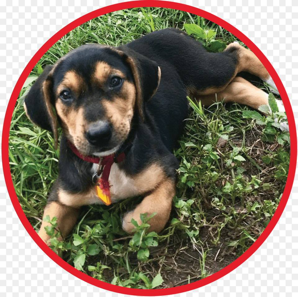 Website Puppy Graphic Beaglier, Animal, Pet, Mammal, Hound Png Image