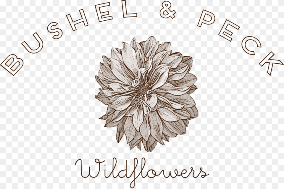 Websiteheaderbp Line Art, Dahlia, Flower, Plant, Floral Design Png Image