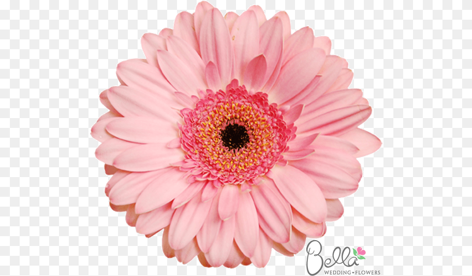 Wedding, Dahlia, Daisy, Flower, Petal Png