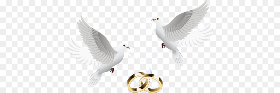 Wedding, Animal, Bird, Pigeon, Dove Png Image