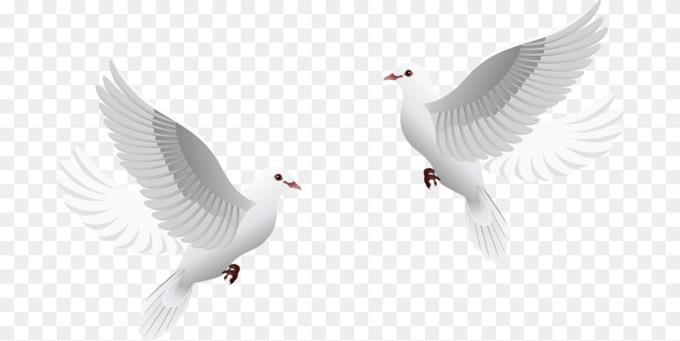 Wedding Dove Clipart, Animal, Bird, Pigeon Free Png Download