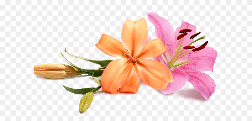 Wedding Flowers, Anther, Flower, Plant, Lily Free Png