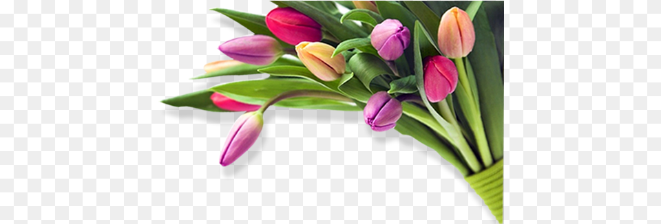 Wedding Flowers Birthday Flower Images, Flower Arrangement, Flower Bouquet, Plant, Tulip Png