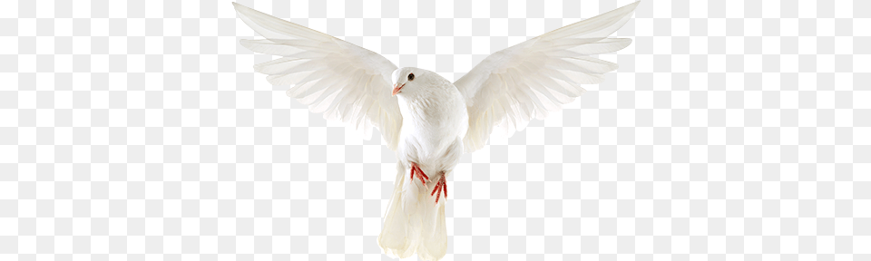 Wedding Flowers Pigeons And Doves, Animal, Bird, Pigeon, Dove Free Png