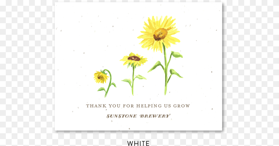Wedding Invitation, Flower, Plant, Sunflower, Daisy Free Png