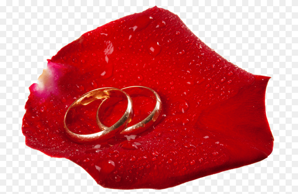 Wedding Rings In Rose Petal, Accessories, Flower, Jewelry, Plant Png Image