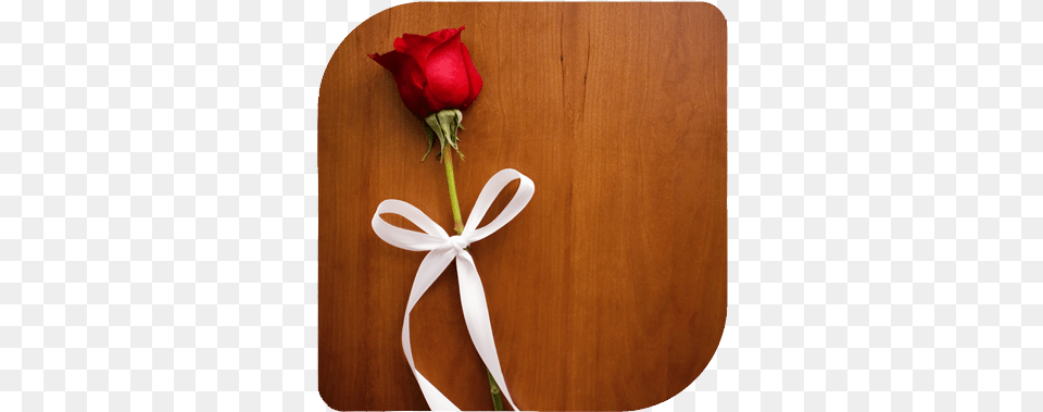 Wedding Rose And Ribbon Best Love And Rose, Flower, Hardwood, Plant, Wood Free Transparent Png