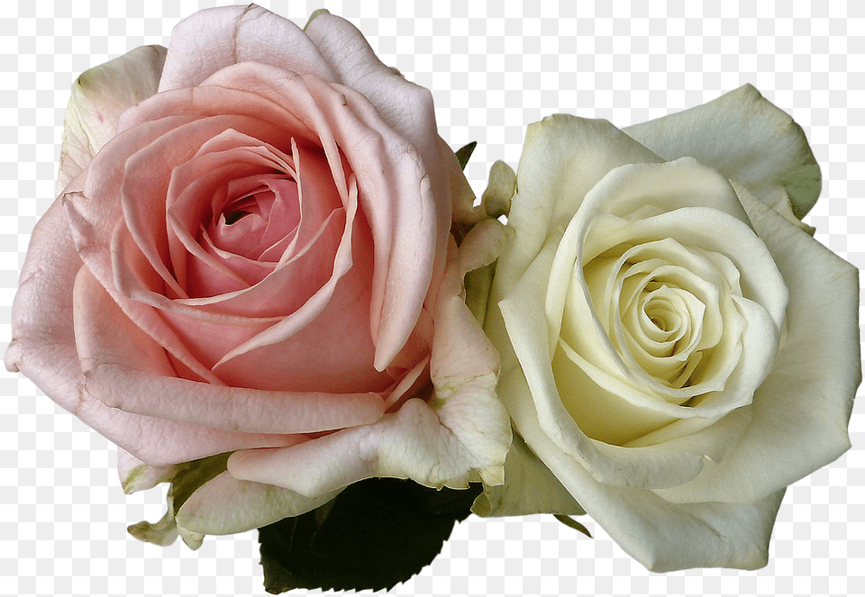 Wedding Roses Flowers Rose Flower White Pink White And Pink Rose, Plant, Flower Arrangement, Flower Bouquet Png Image