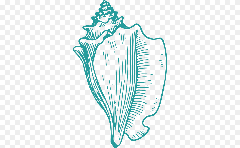 Wedding Shells Cliparts Conch Shell Drawing, Animal, Invertebrate, Sea Life, Seashell Free Png