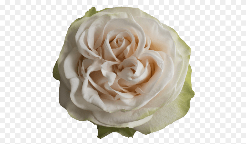 Wedding Spirit Wedding Spirit Rose, Flower, Plant, Petal Free Transparent Png