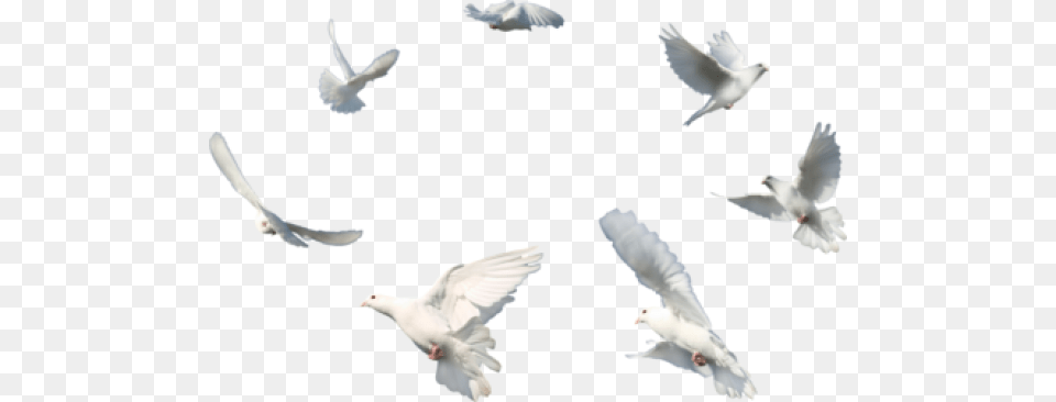 Wedding White Dove Flying Dove, Animal, Bird, Pigeon Free Png