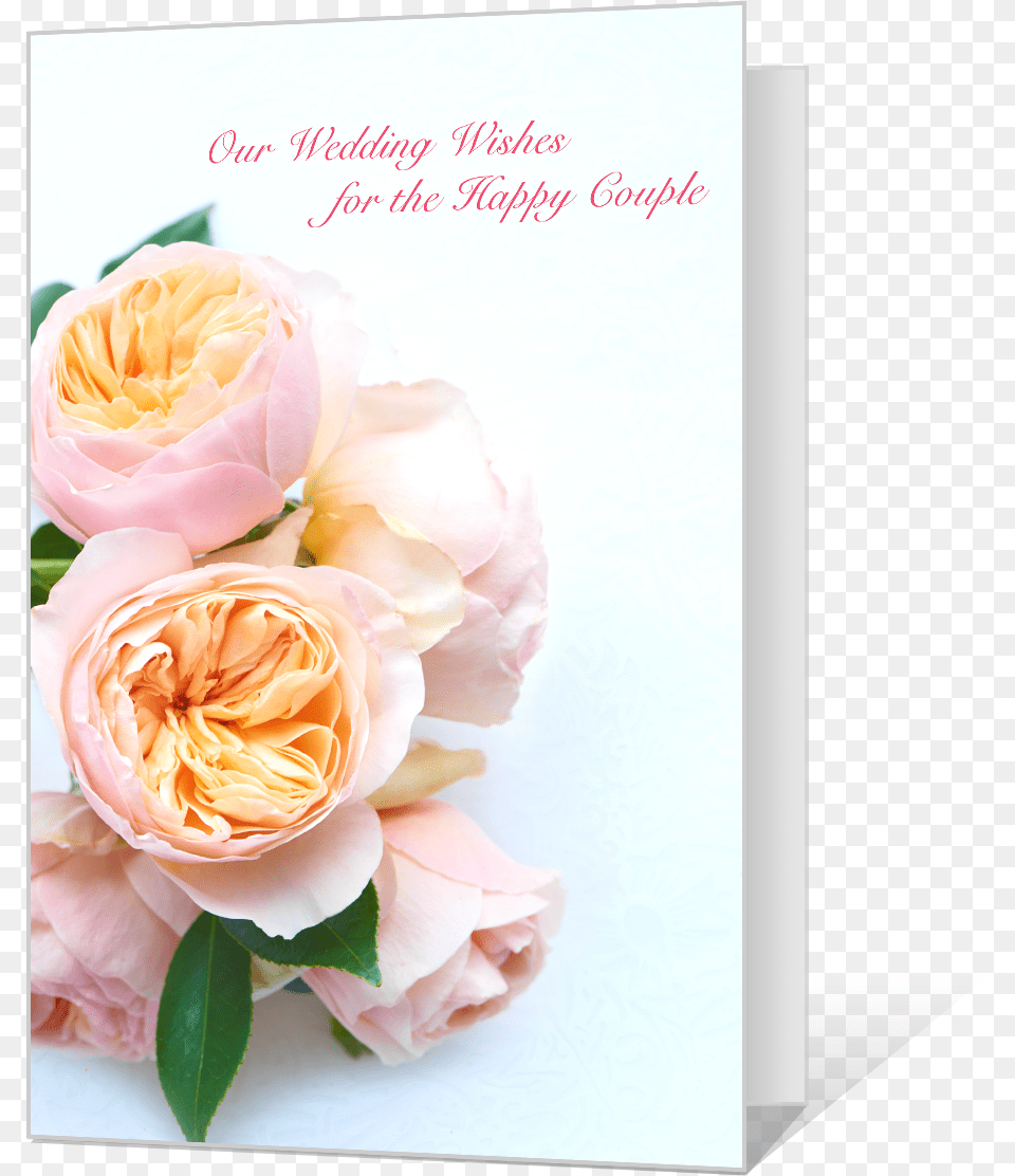 Wedding Wishes Hybrid Tea Rose, Flower, Plant, Flower Arrangement, Flower Bouquet Free Transparent Png