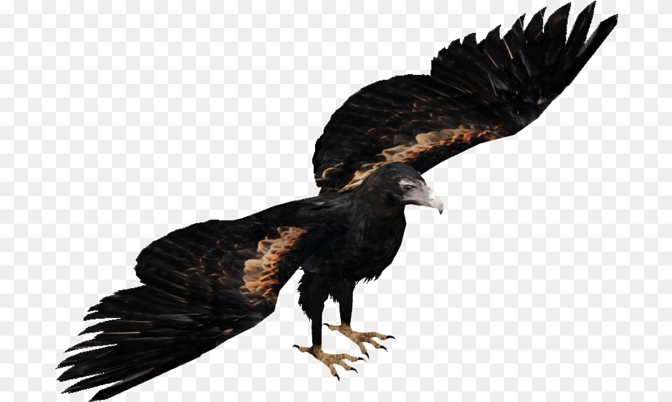 Wedge Tailed Eagle Wedge Tailed Eagle, Animal, Bird, Vulture, Buzzard Free Transparent Png
