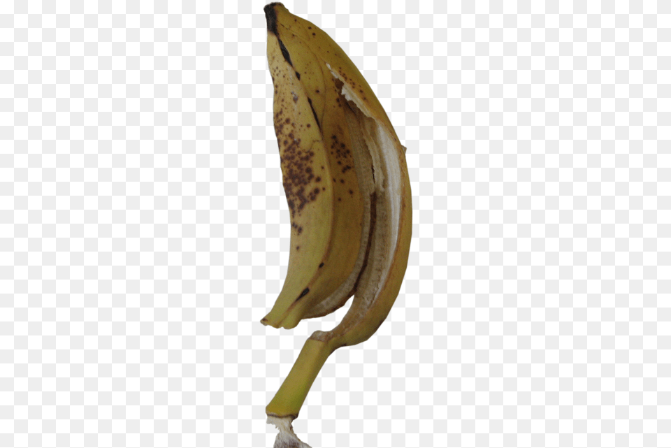 Wednesday February 15 Saba Banana, Food, Fruit, Plant, Produce Free Png Download
