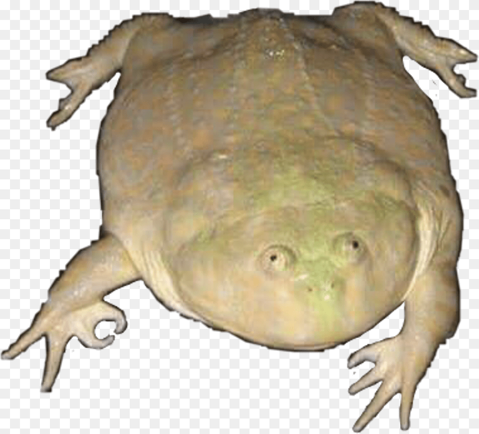 Wednesday Frog Its Wednesday My Dudes Frog, Animal, Wildlife, Amphibian, Mammal Free Png