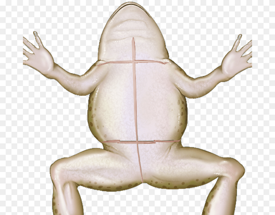 Wednesday Frog True Frog, Baby, Person, Amphibian, Animal Free Transparent Png
