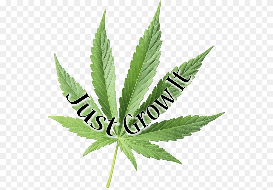 Weed, Leaf, Plant, Hemp Free Png
