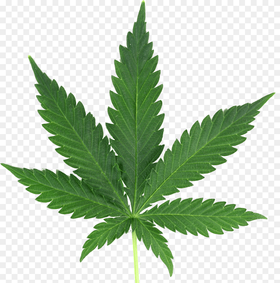 Weed, Leaf, Plant, Hemp Free Png