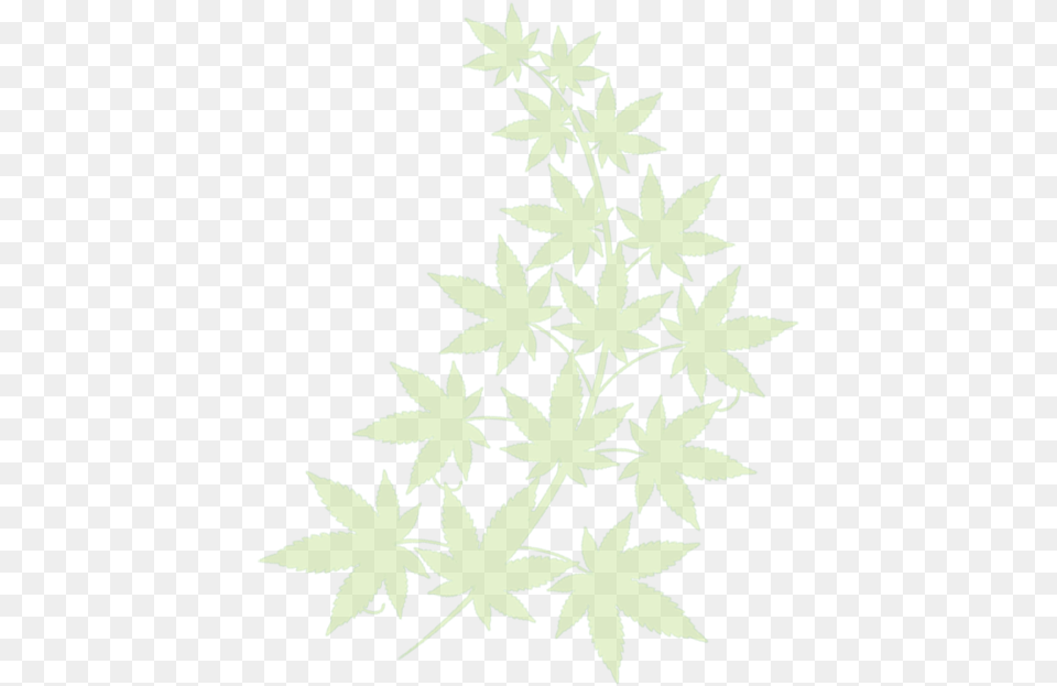 Weed, Leaf, Plant, Herbal, Herbs Png Image