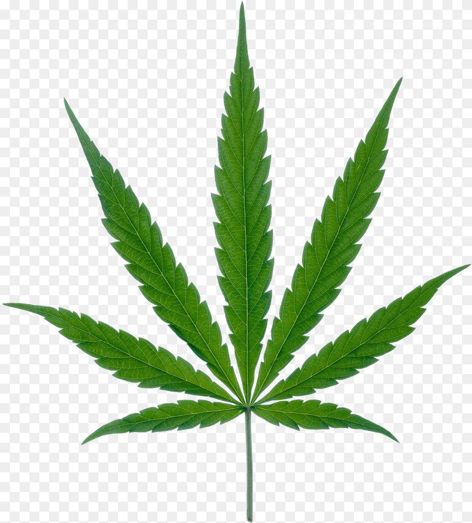 Weed, Leaf, Plant, Hemp Free Transparent Png