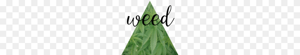 Weed, Leaf, Plant, Person Free Png