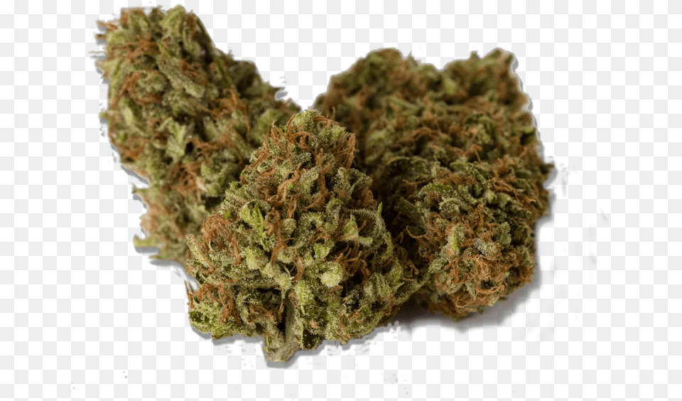 Weed Bud, Plant Png