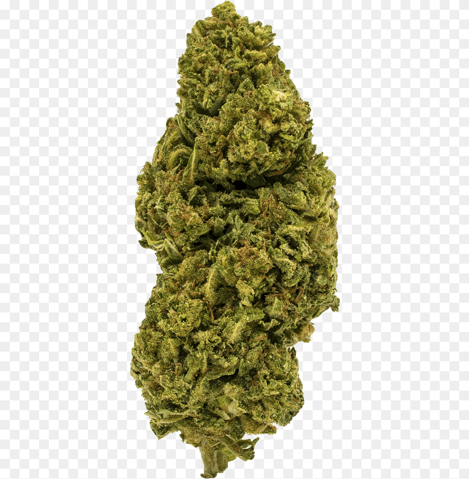 Weed Bud, Plant, Moss, Tree Free Png