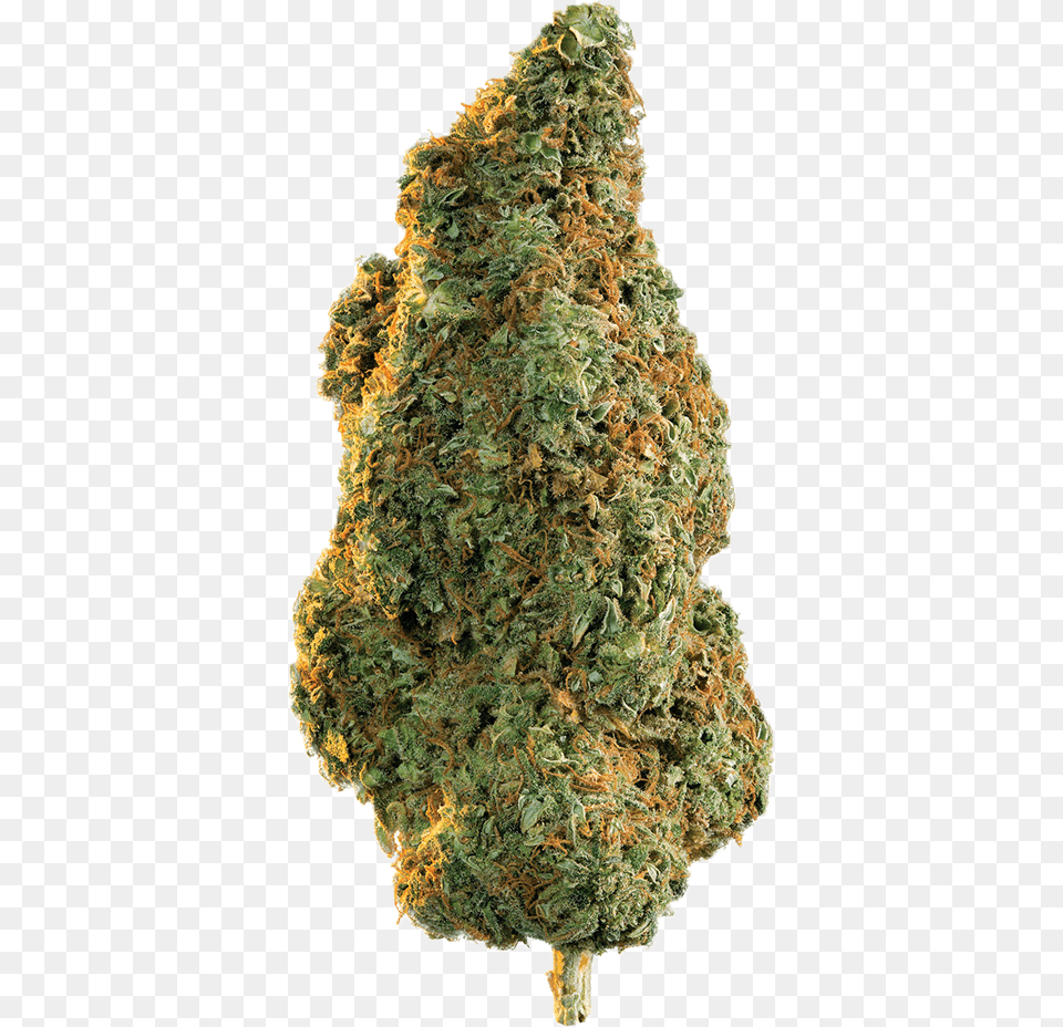 Weed Bud, Plant, Tree, Grass Free Transparent Png
