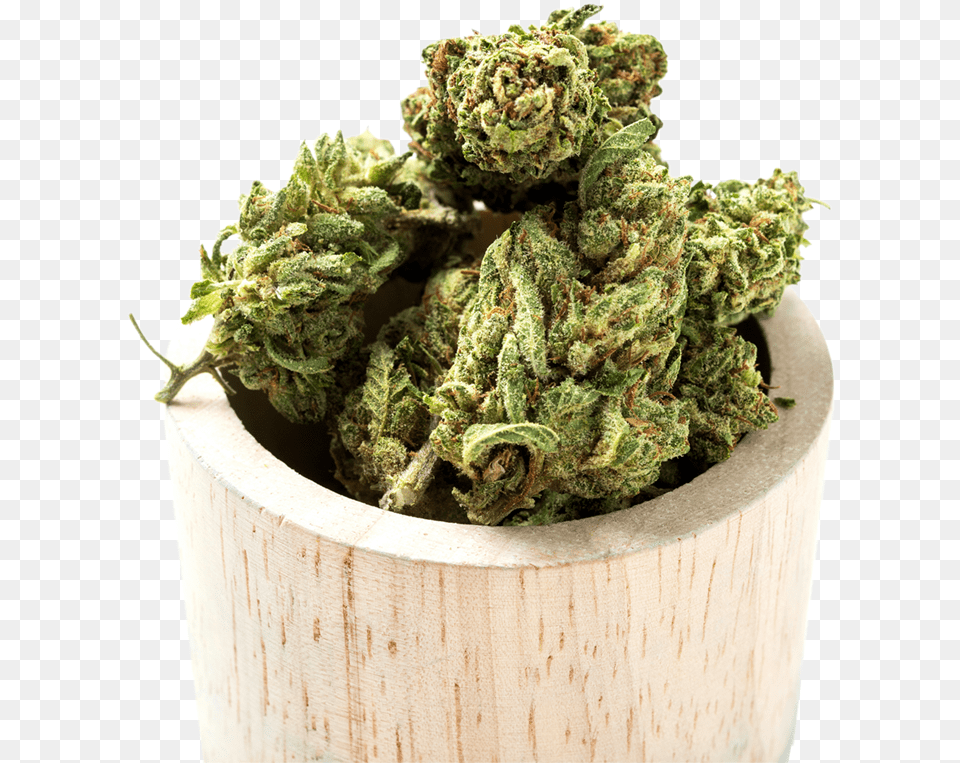 Weed Buds Background, Plant, Leaf Png Image
