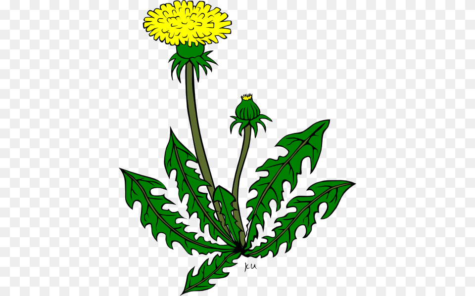 Weed Clip Art, Flower, Plant, Dandelion, Leaf Free Png