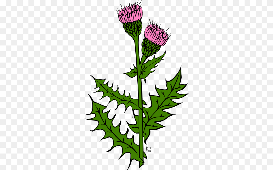 Weed Clip Art, Flower, Plant, Thistle, Leaf Png