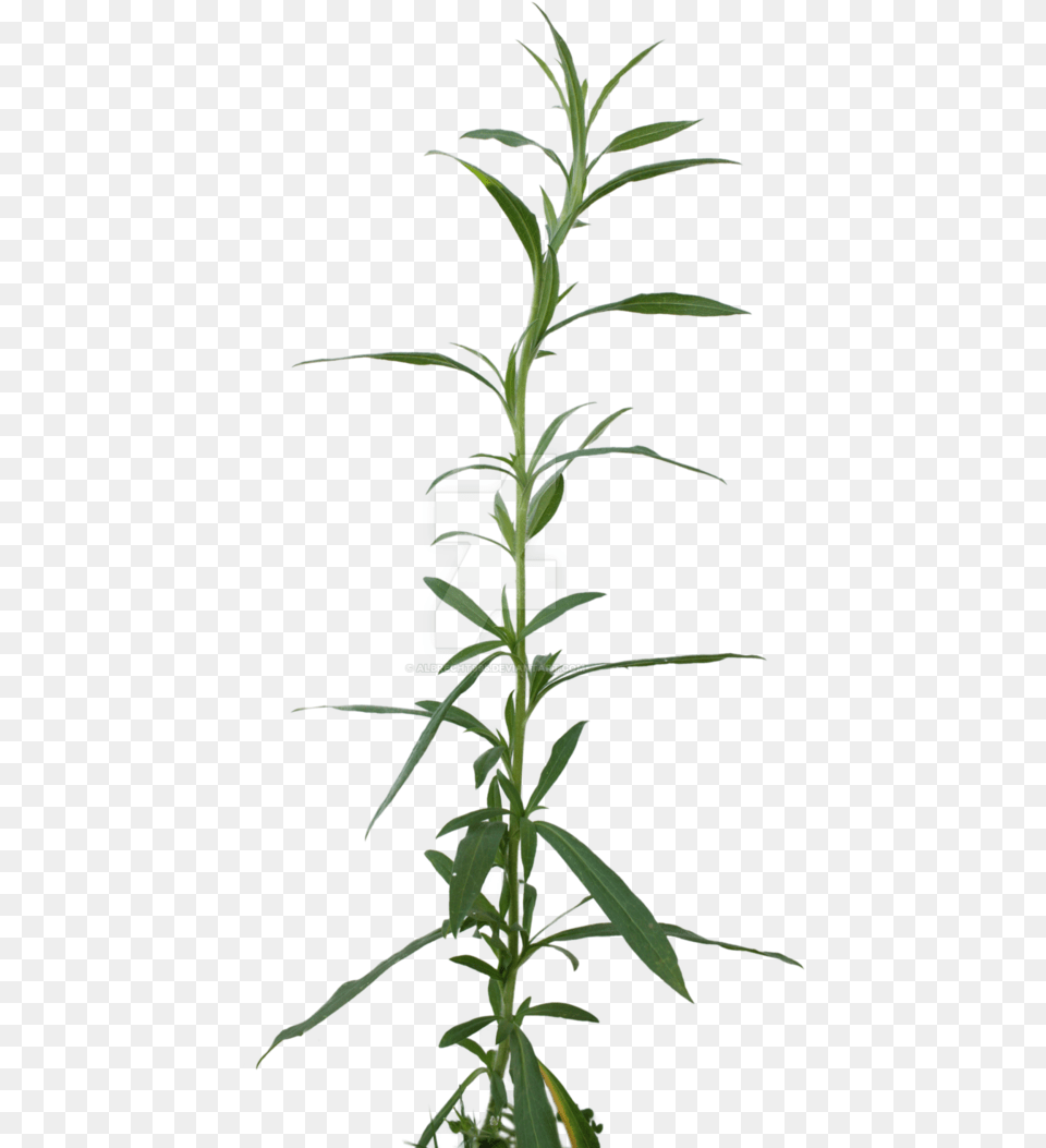 Weed Cut Out Dendrobium, Herbs, Plant, Leaf, Grass Free Transparent Png