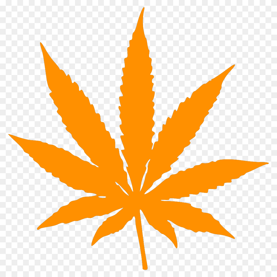 Weed Files Clipart Orange Marijuana Leaf, Plant, Person Free Png