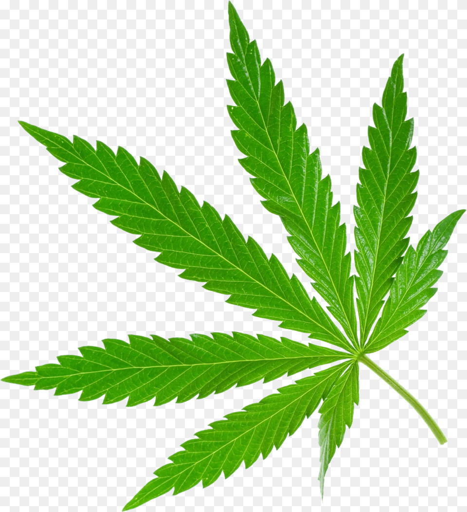 Weed Leaf, Plant, Herbal, Herbs Png Image
