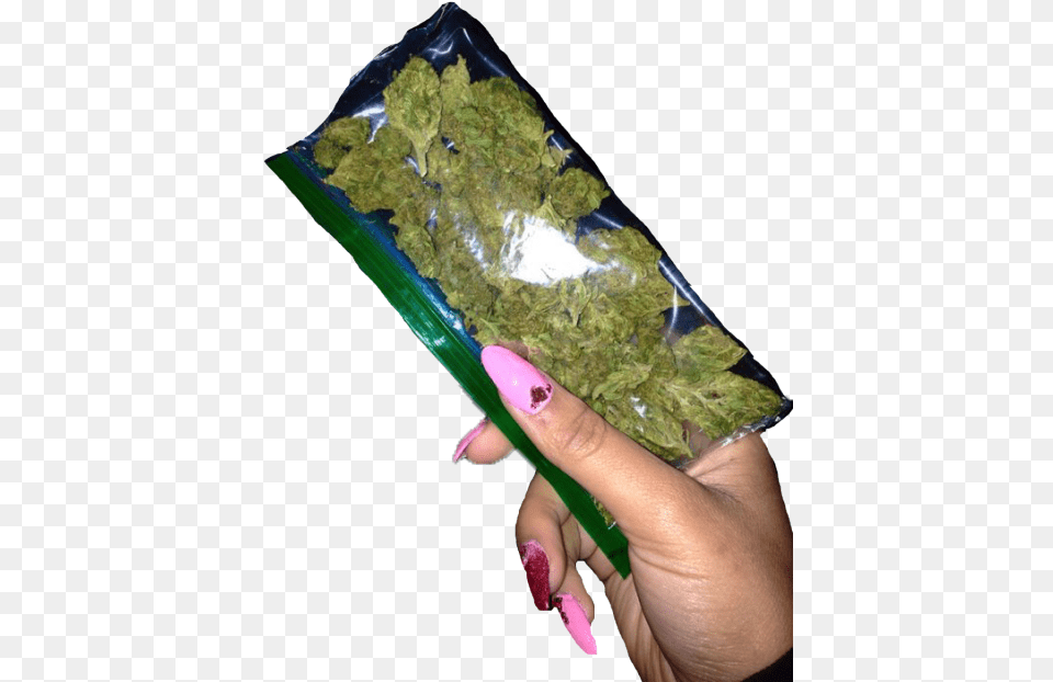 Weed In Girls Hand, Plant, Moss, Herbs, Herbal Free Png