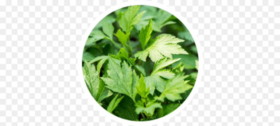 Weed Leaf, Herbal, Herbs, Parsley, Plant Free Png Download