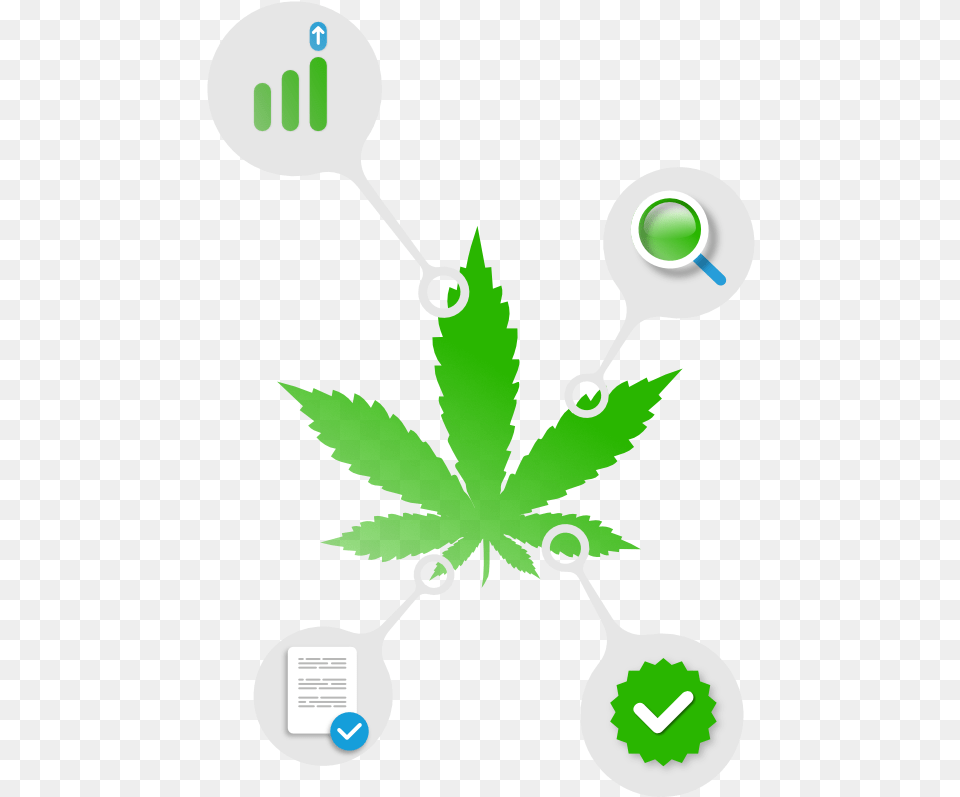 Weed Leaf, Plant, Person Png Image