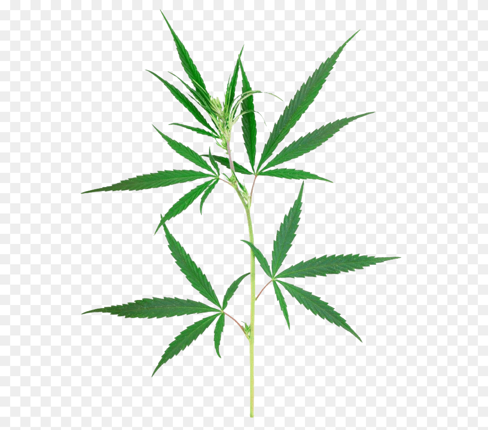 Weed Leaf, Hemp, Plant, Herbal, Herbs Free Transparent Png