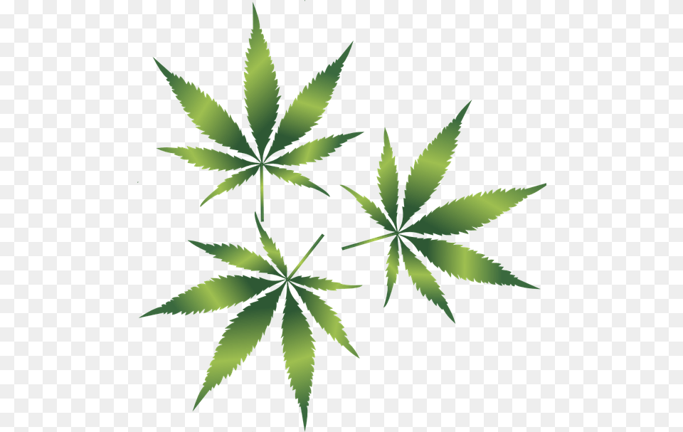 Weed Leaf Background Healthy Education Society Dispensary, Plant Png