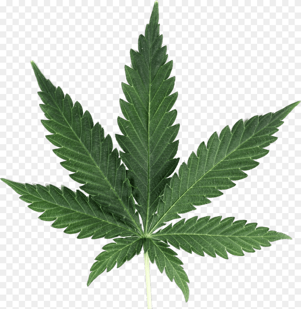 Weed Leaf Cannabis Plant Transparent Background, Hemp Png Image