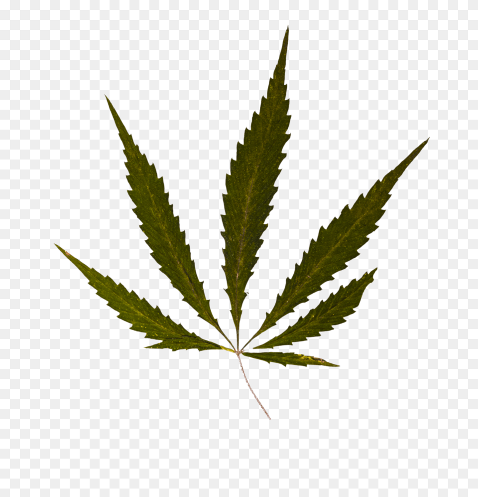 Weed Leaf Drawing Without Background Pot Leaf, Plant, Hemp, Herbal, Herbs Free Png