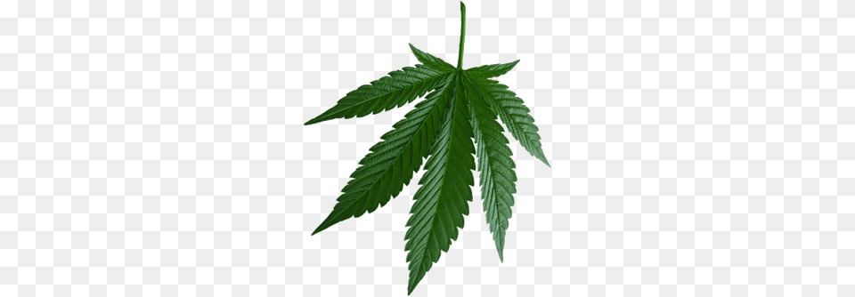 Weed Leaf Images Download, Plant, Hemp, Herbal, Herbs Free Transparent Png