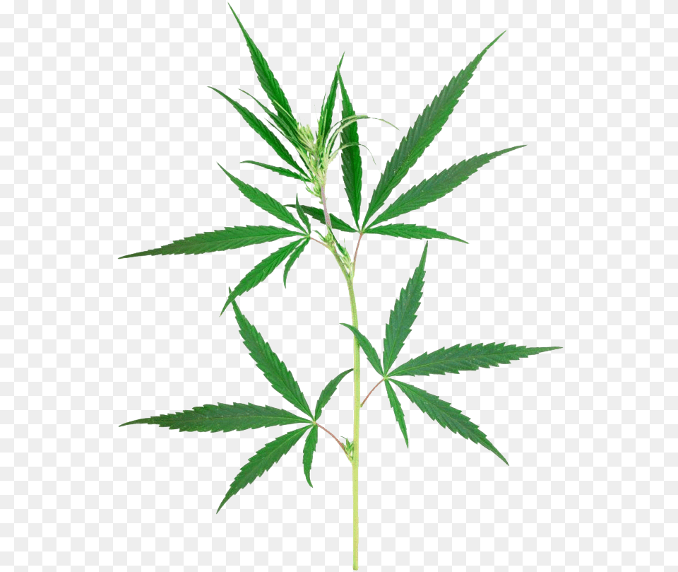Weed Leaf Marijuana Transparent, Hemp, Plant Free Png Download
