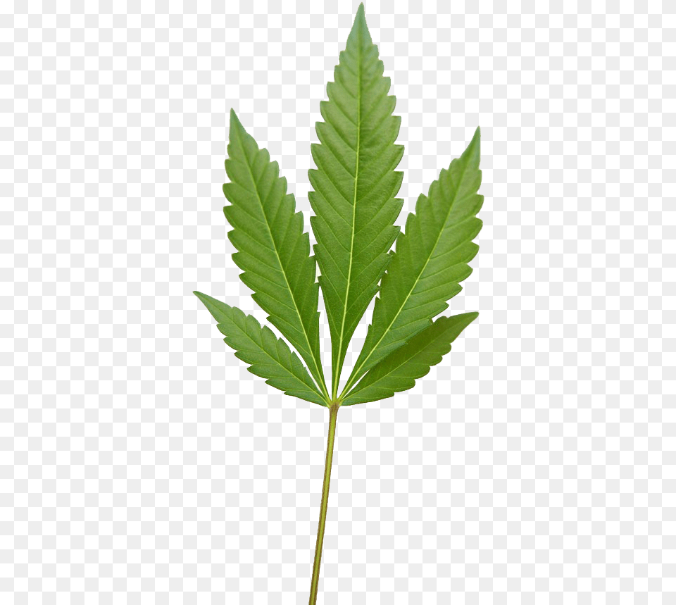Weed Leaf Marijuana Weed Fern, Plant, Hemp, Tree Png Image