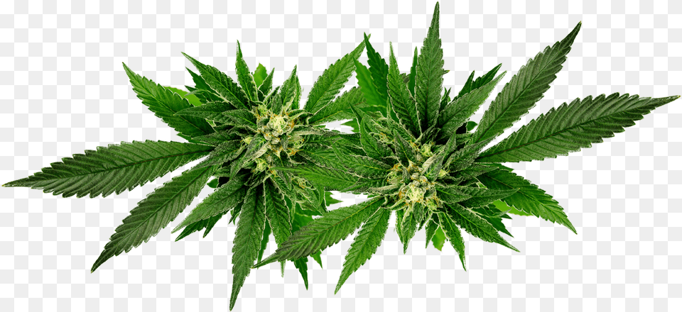 Weed Leaf Oil, Herbal, Herbs, Plant, Hemp Free Png