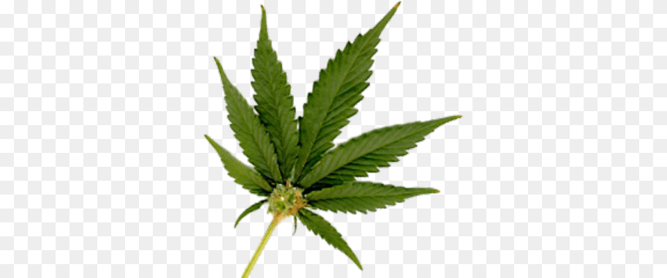 Weed Leaf Real Marijuana Leaf, Plant, Hemp Free Transparent Png