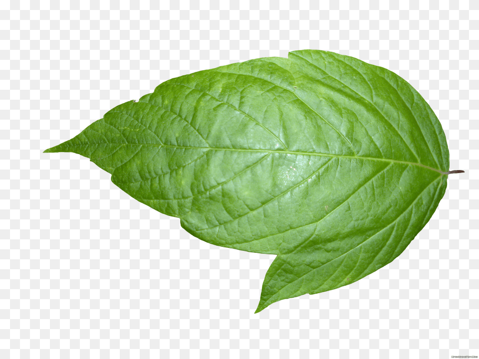 Weed Leaf Background Real Leaf Background Free Transparent Png