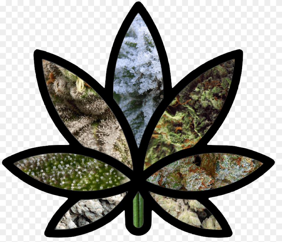 Weed Learn About The Stained Glass Art Pot Leaf, Plant, Accessories Png Image