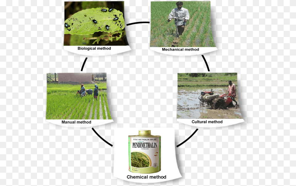 Weed Management In Rice, Rural, Agriculture, Countryside, Farm Free Png
